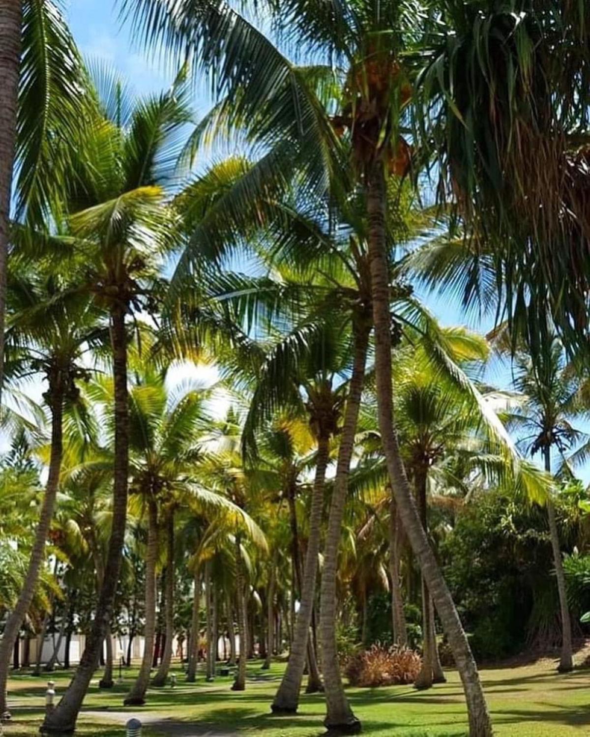 Studio Mojito vue mer av cuve eau et accès plage et piscine ANSE DES ROCHERS Saint-Francois  Esterno foto